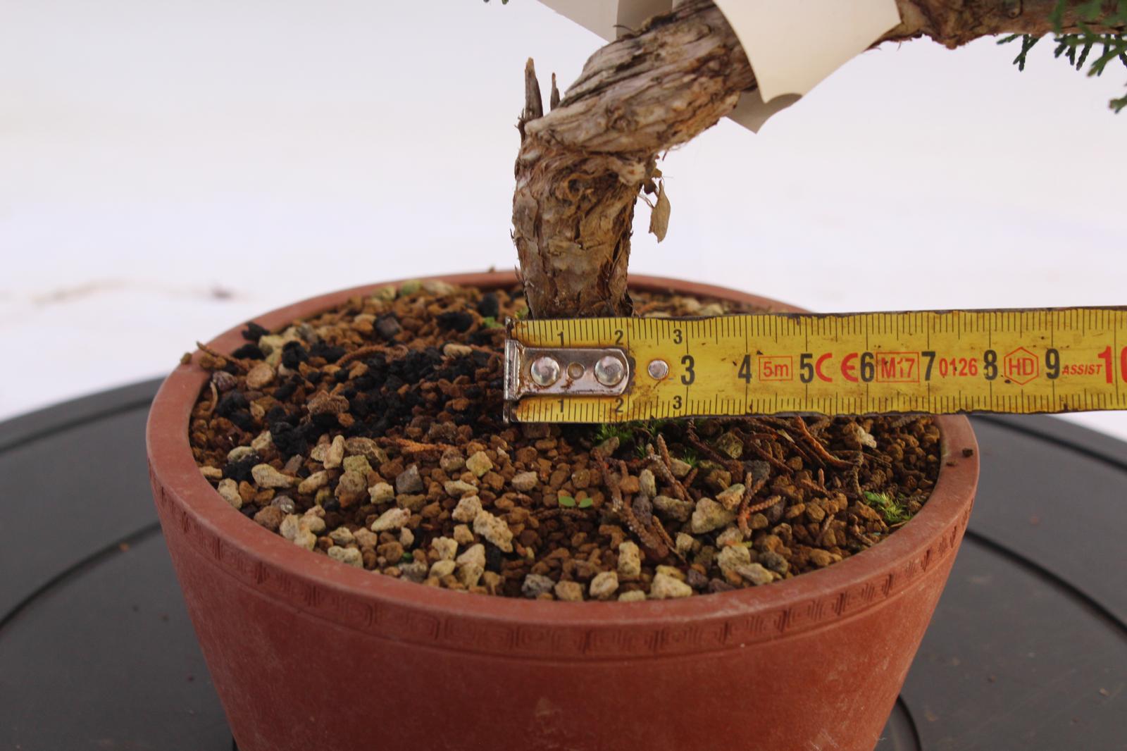 Bonsai Ginepro Kishu 28 cm | La Gemma del Bonsai