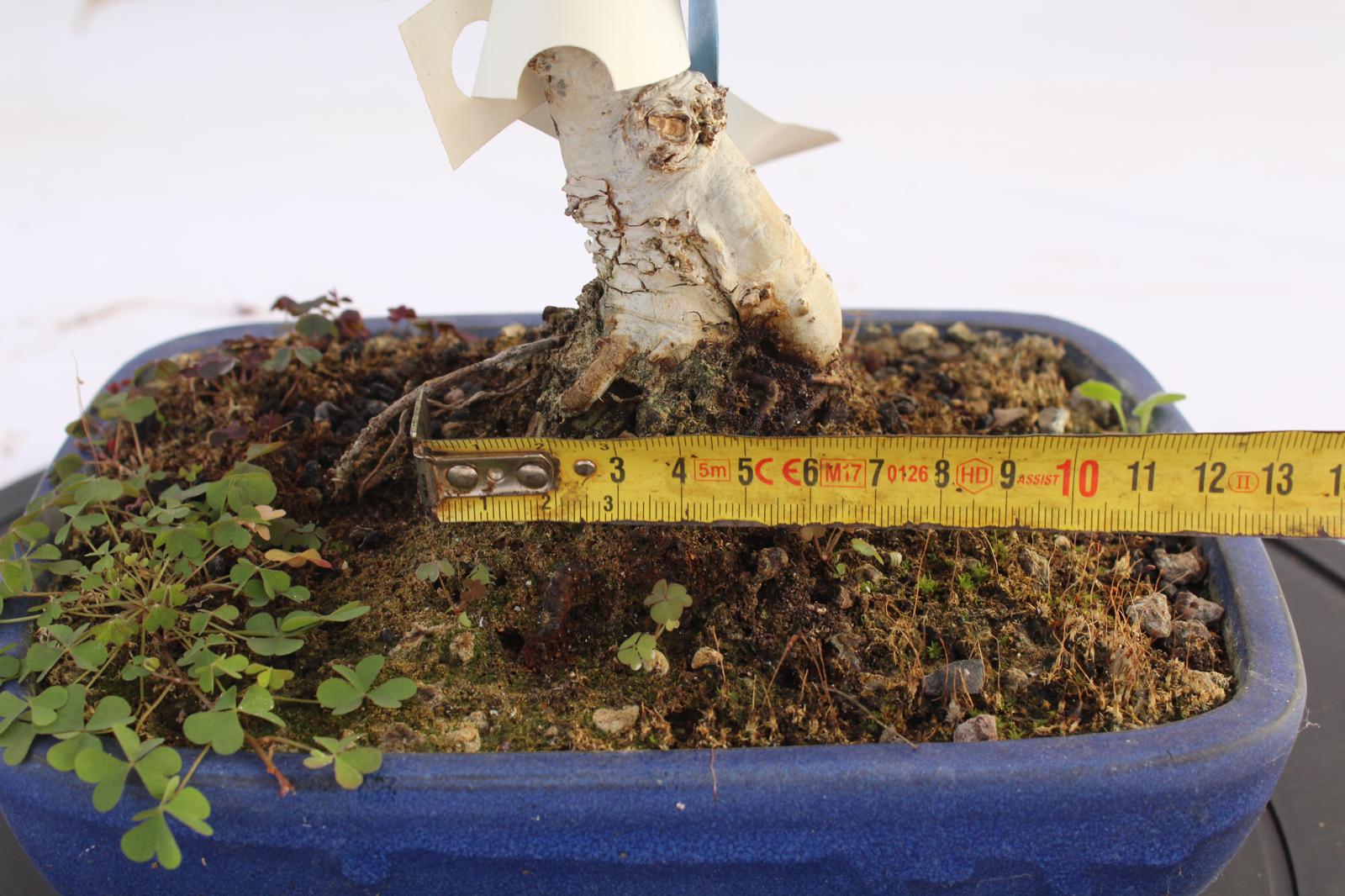 Bonsai Quercia Roverella 32 cm | La Gemma del Bonsai