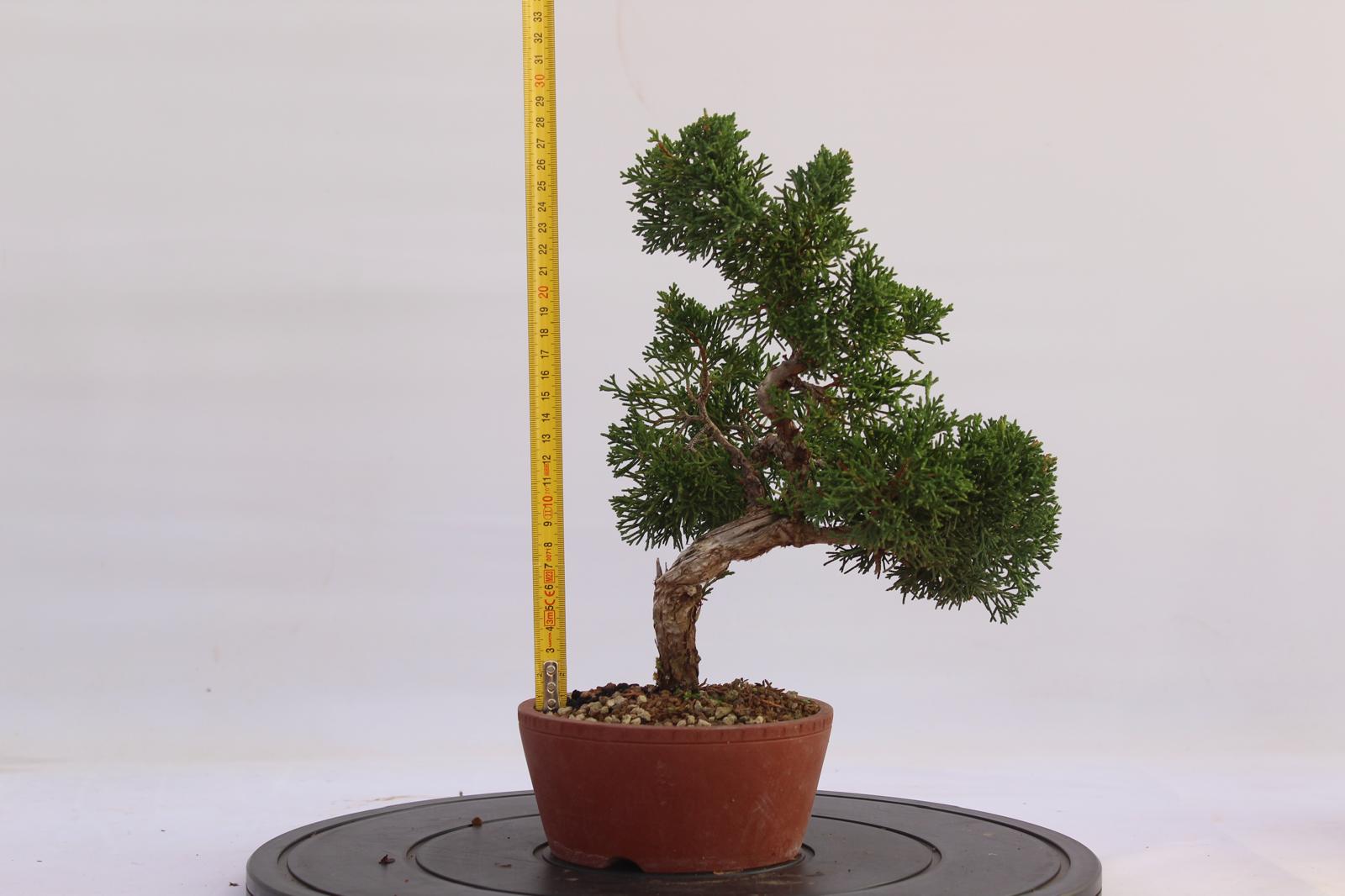 Bonsai Ginepro Kishu 28 cm | La Gemma del Bonsai