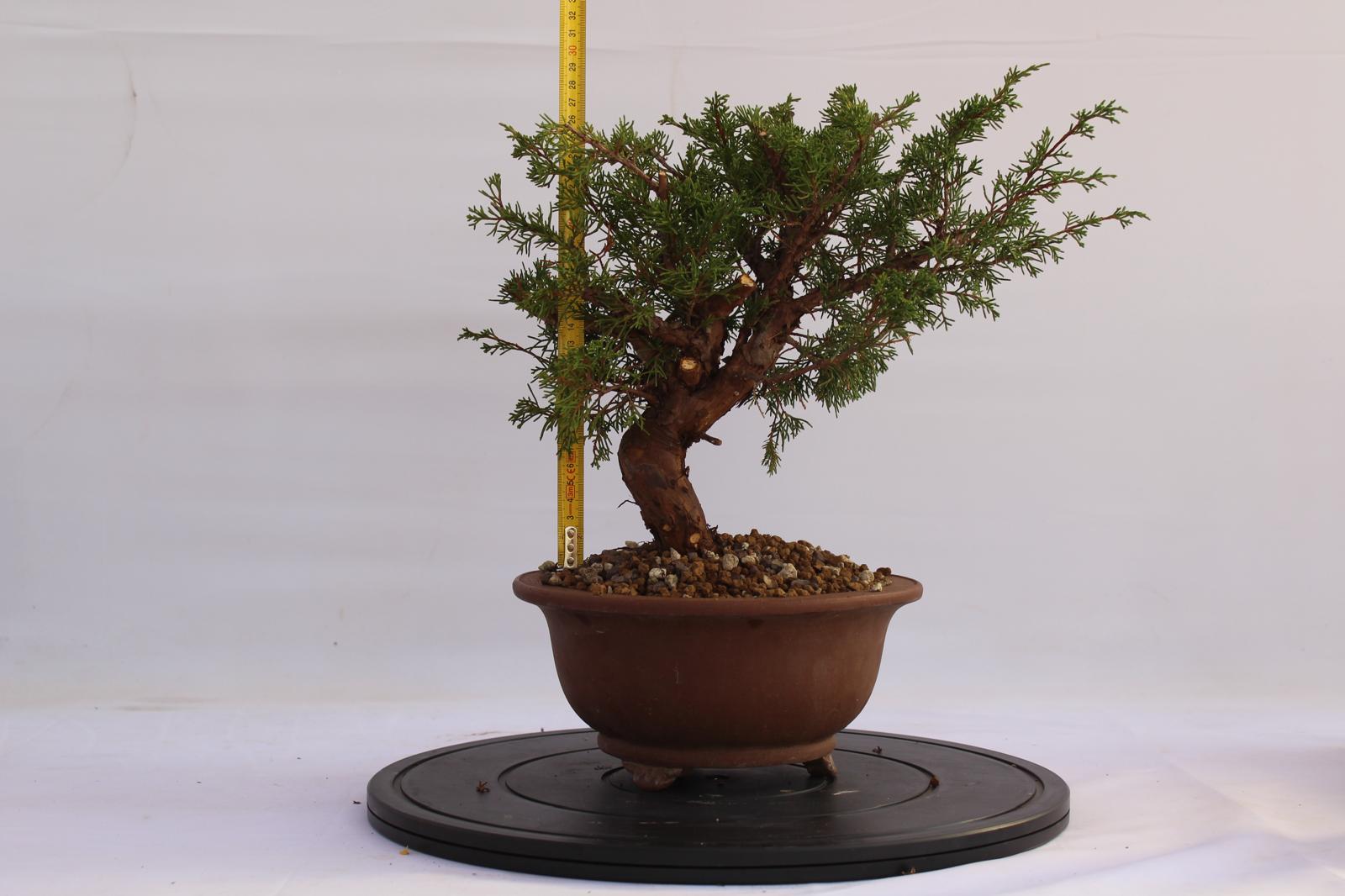 Bonsai Ginepro Itoigawa 31 cm | La Gemma del Bonsai