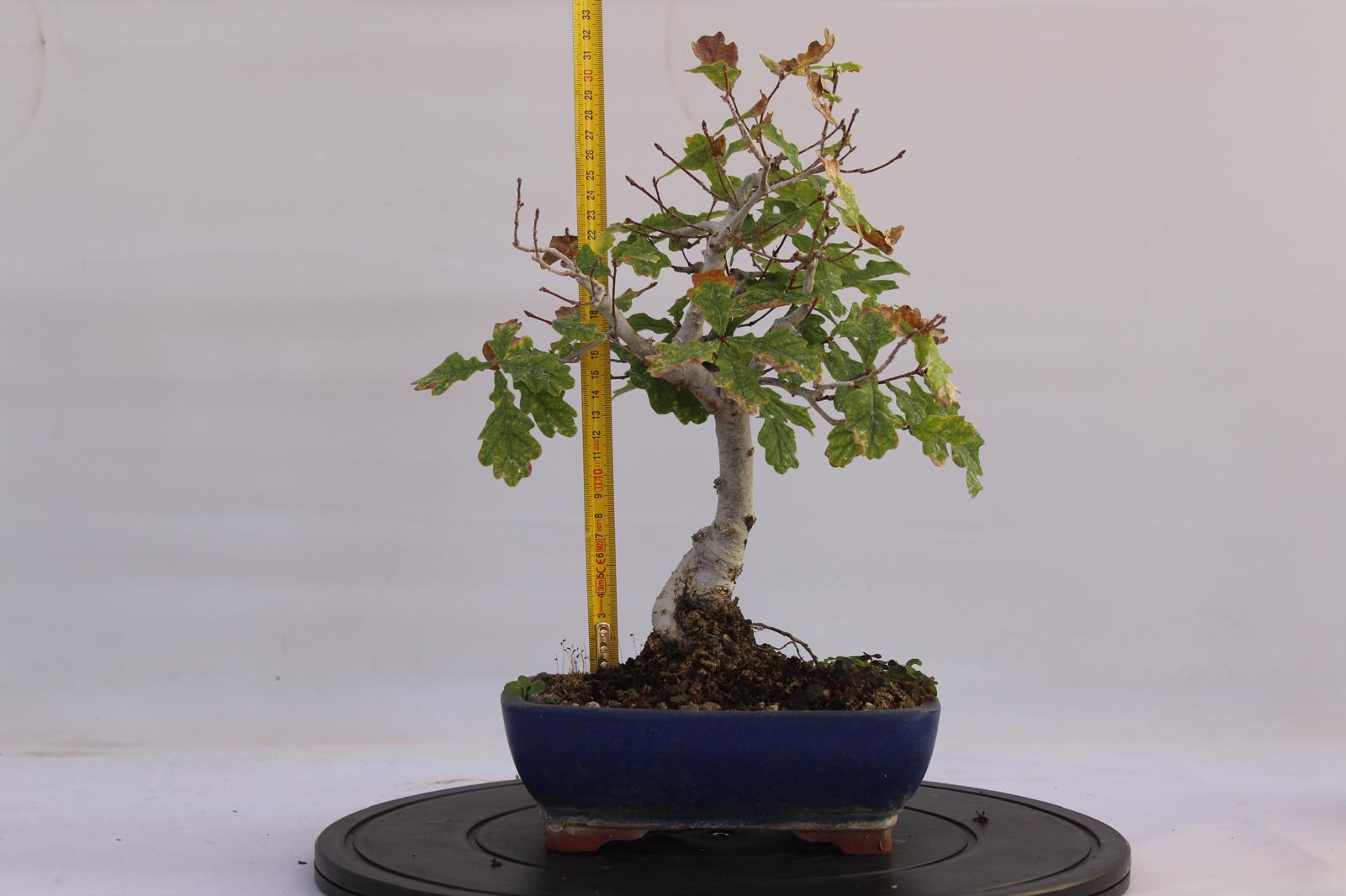 Bonsai Quercia Roverella 32 cm | La Gemma del Bonsai