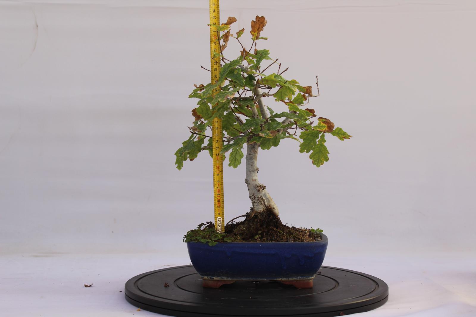 Bonsai Quercia Roverella 32 cm | La Gemma del Bonsai
