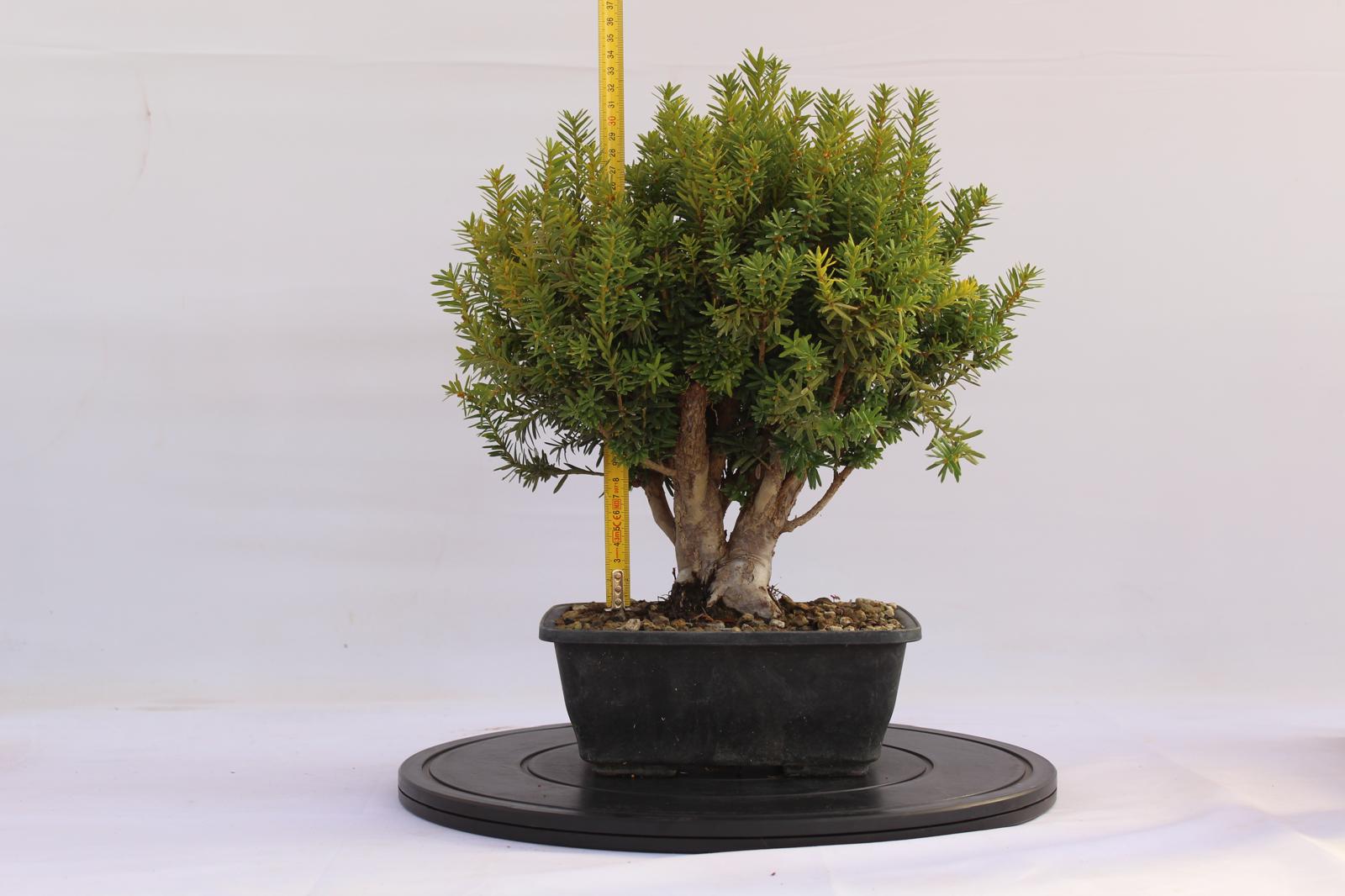 Bonsai Tasso 34 cm | La Gemma del Bonsai
