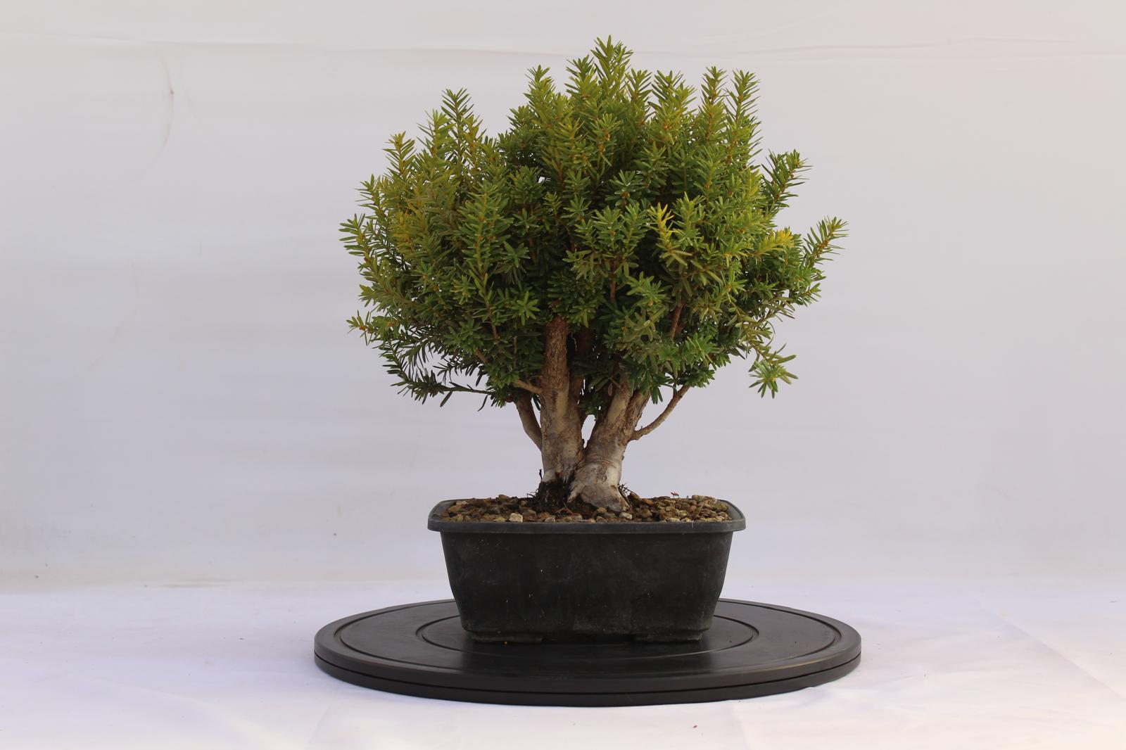 Bonsai Tasso 34 cm | La Gemma del Bonsai