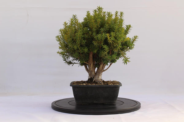 Bonsai Tasso 34 cm | La Gemma del Bonsai