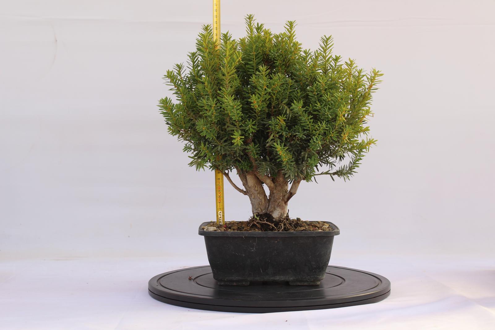 Bonsai Tasso 34 cm | La Gemma del Bonsai