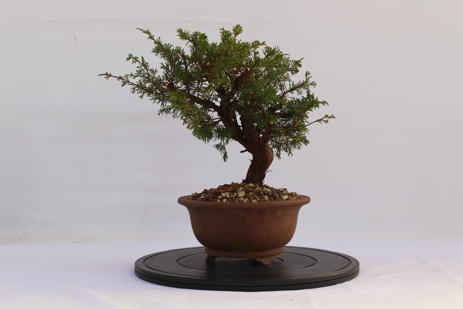Bonsai Ginepro Itoigawa 31 cm | La Gemma del Bonsai