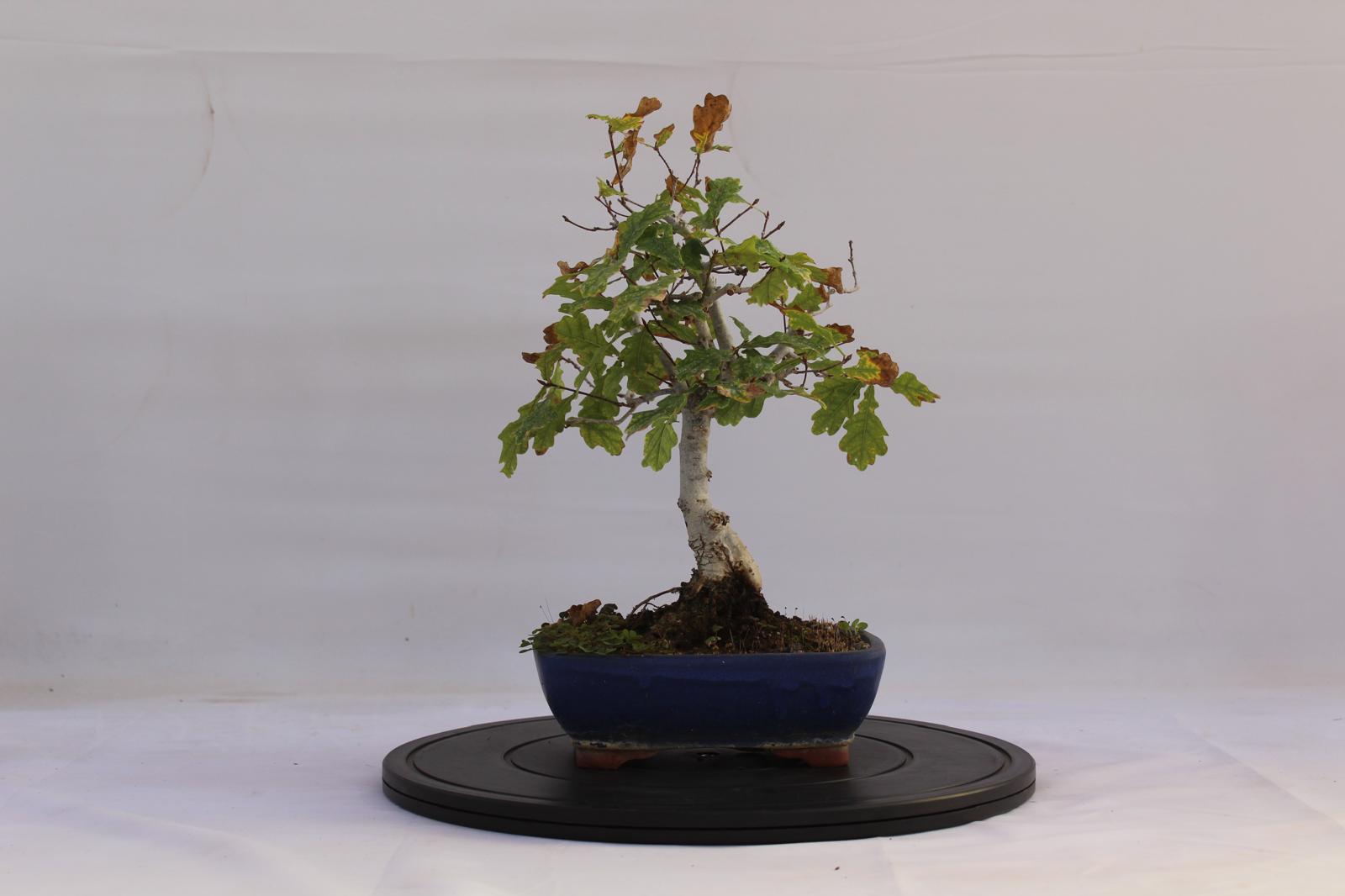 Bonsai Quercia Roverella 32 cm | La Gemma del Bonsai
