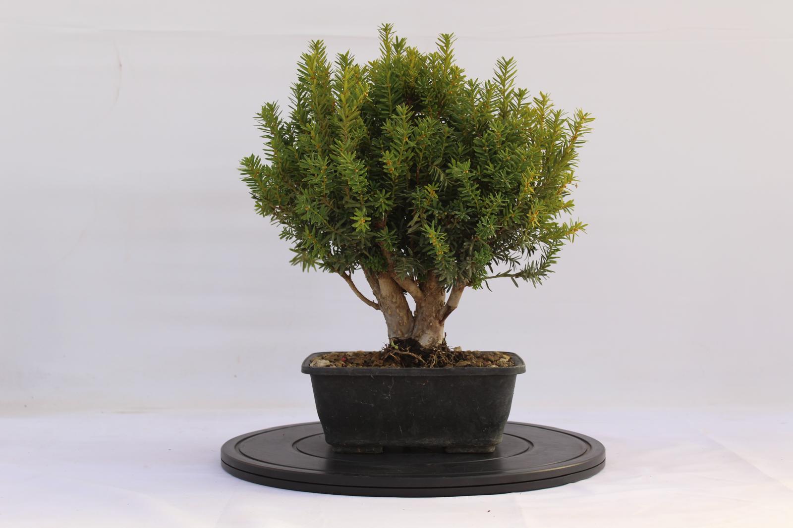 Bonsai Tasso 34 cm | La Gemma del Bonsai