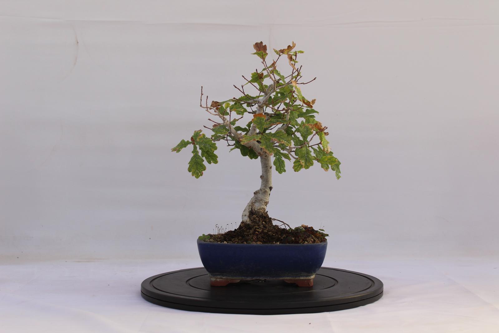 Bonsai Quercia Roverella 32 cm | La Gemma del Bonsai