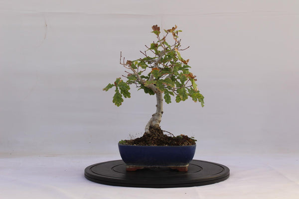 Bonsai Quercia Roverella 32 cm | La Gemma del Bonsai