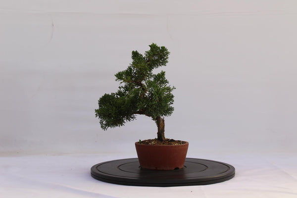 Bonsai Ginepro Kishu 28 cm | La Gemma del Bonsai
