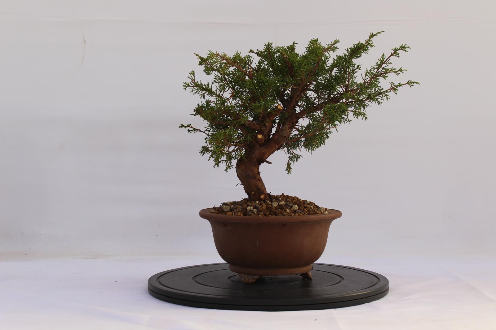 Bonsai Ginepro Itoigawa 31 cm | La Gemma del Bonsai
