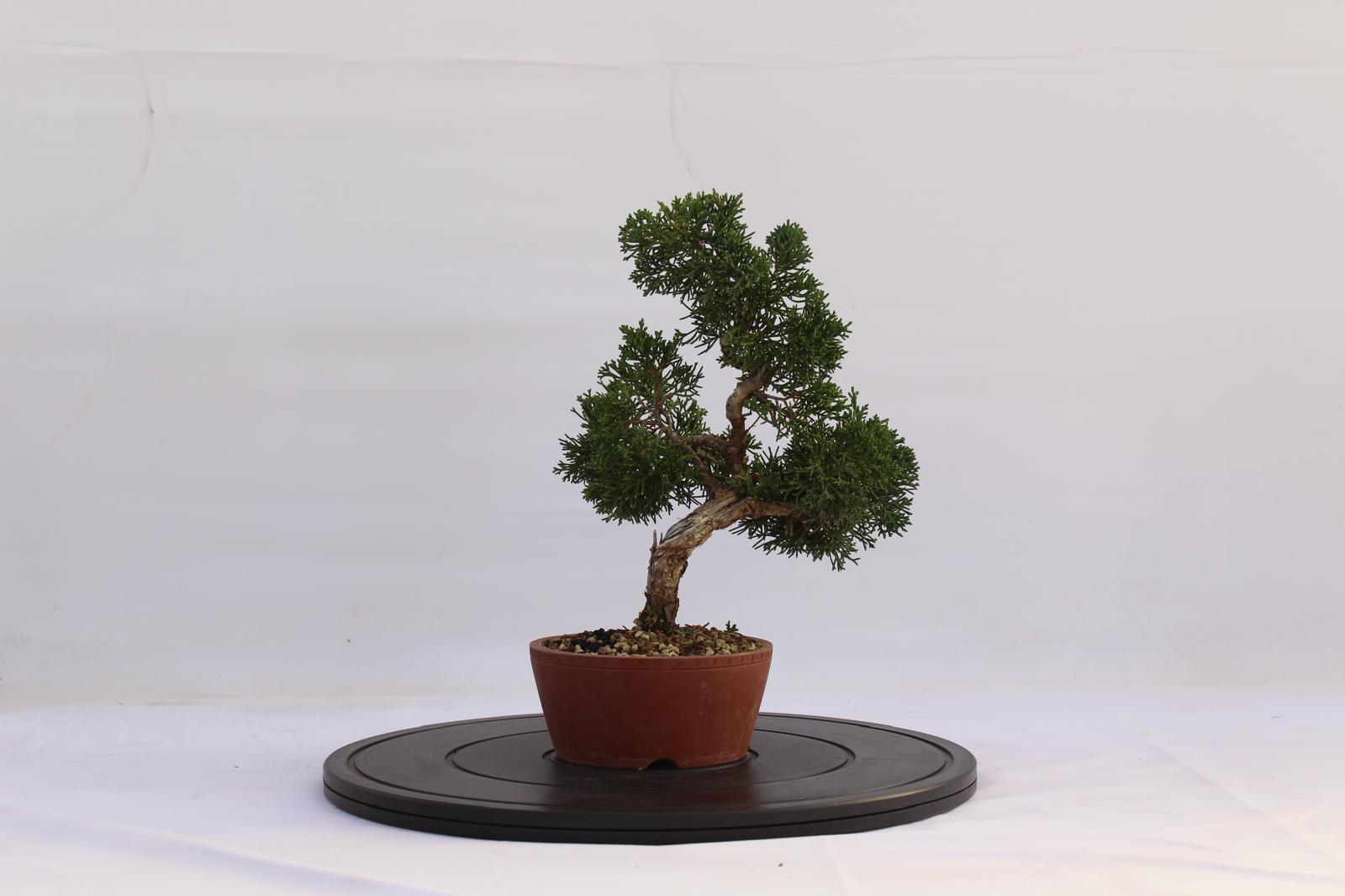 Bonsai Ginepro Kishu 28 cm | La Gemma del Bonsai