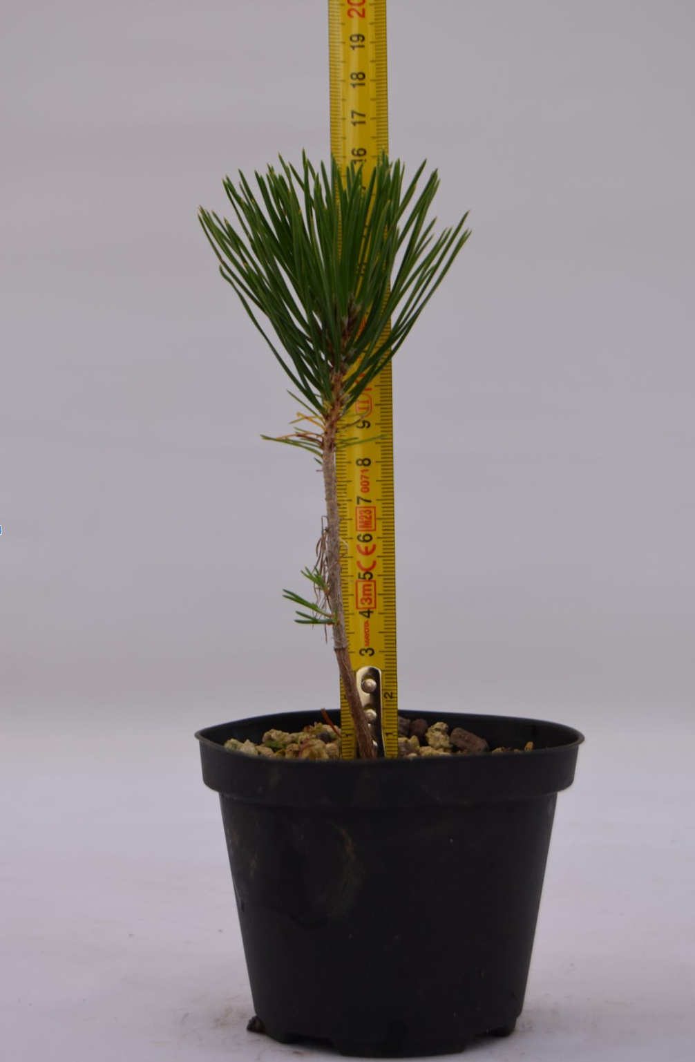 Pino nero Thunbergii giovane 16 cm: 10 pezzi | La Gemma del Bonsai