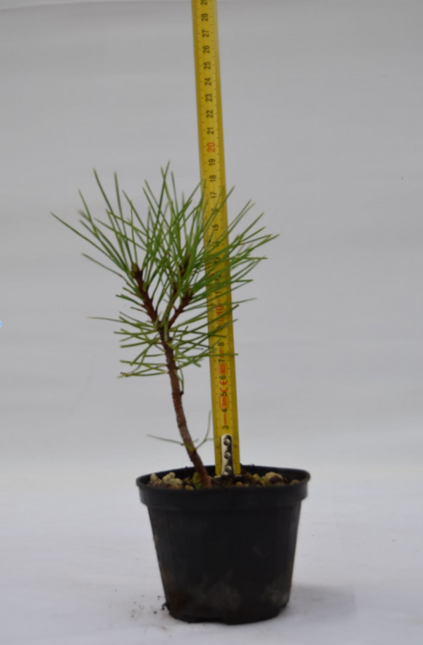 Pino nigra europeo giovane 19 cm: 10 pezzi | La Gemma del Bonsai