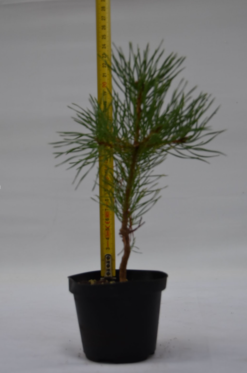 Pino sileste giovane 24 cm: 10 pezzi | La Gemma del Bonsai