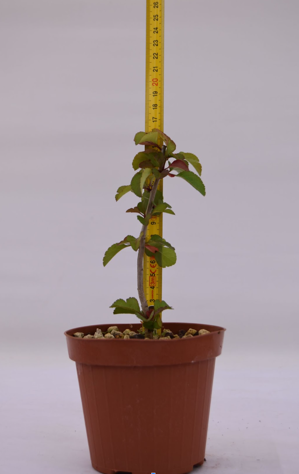 Pirus calleryana giovane 17 cm: 10 pezzi | La Gemma del Bonsai