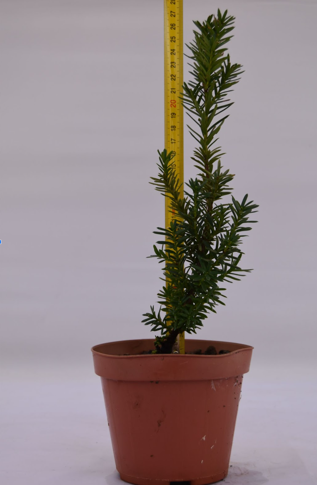 Tasso baccata giovane 27 cm: 10 pezzi | La Gemma del Bonsai