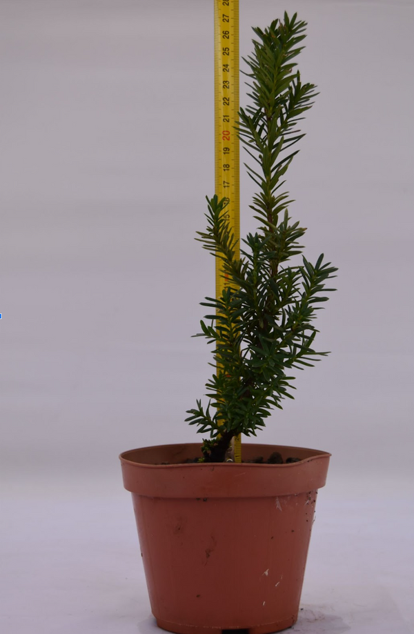 Tasso baccata giovane 27 cm: 10 pezzi | La Gemma del Bonsai