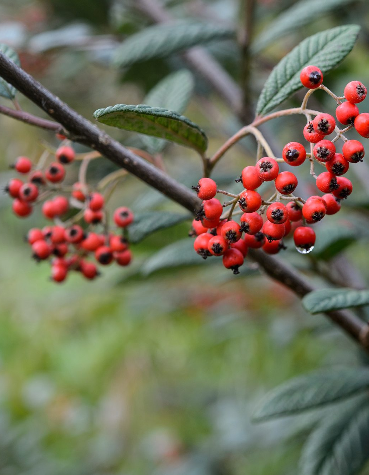 COTONEASTER FOGLIA TONDA