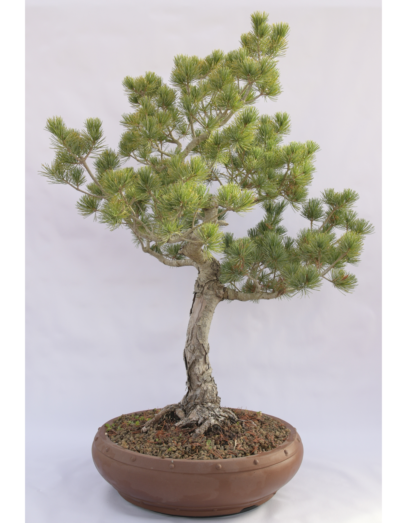 PINO BIANCO PENTAPHILLA D