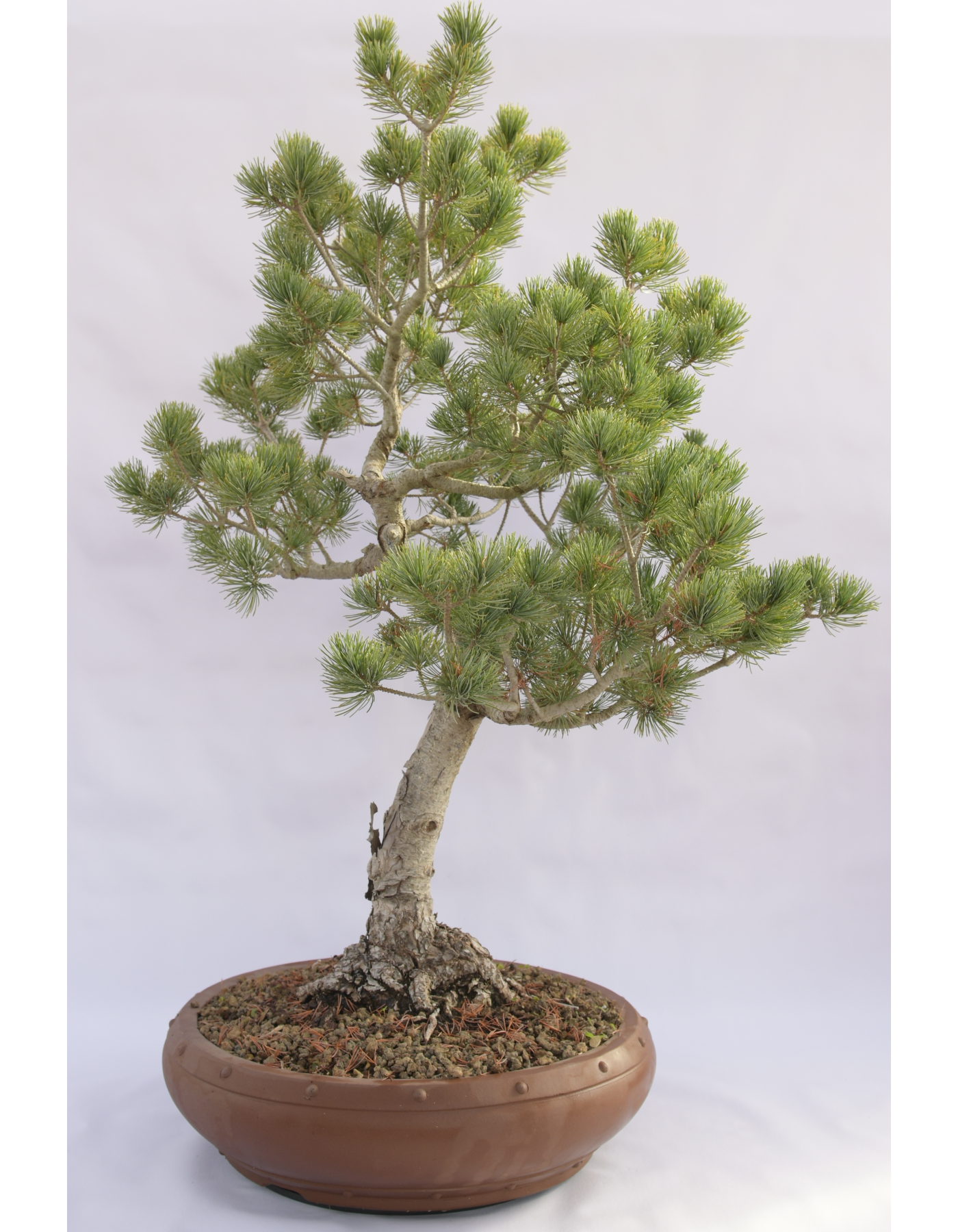 PINO BIANCO PENTAPHILLA D