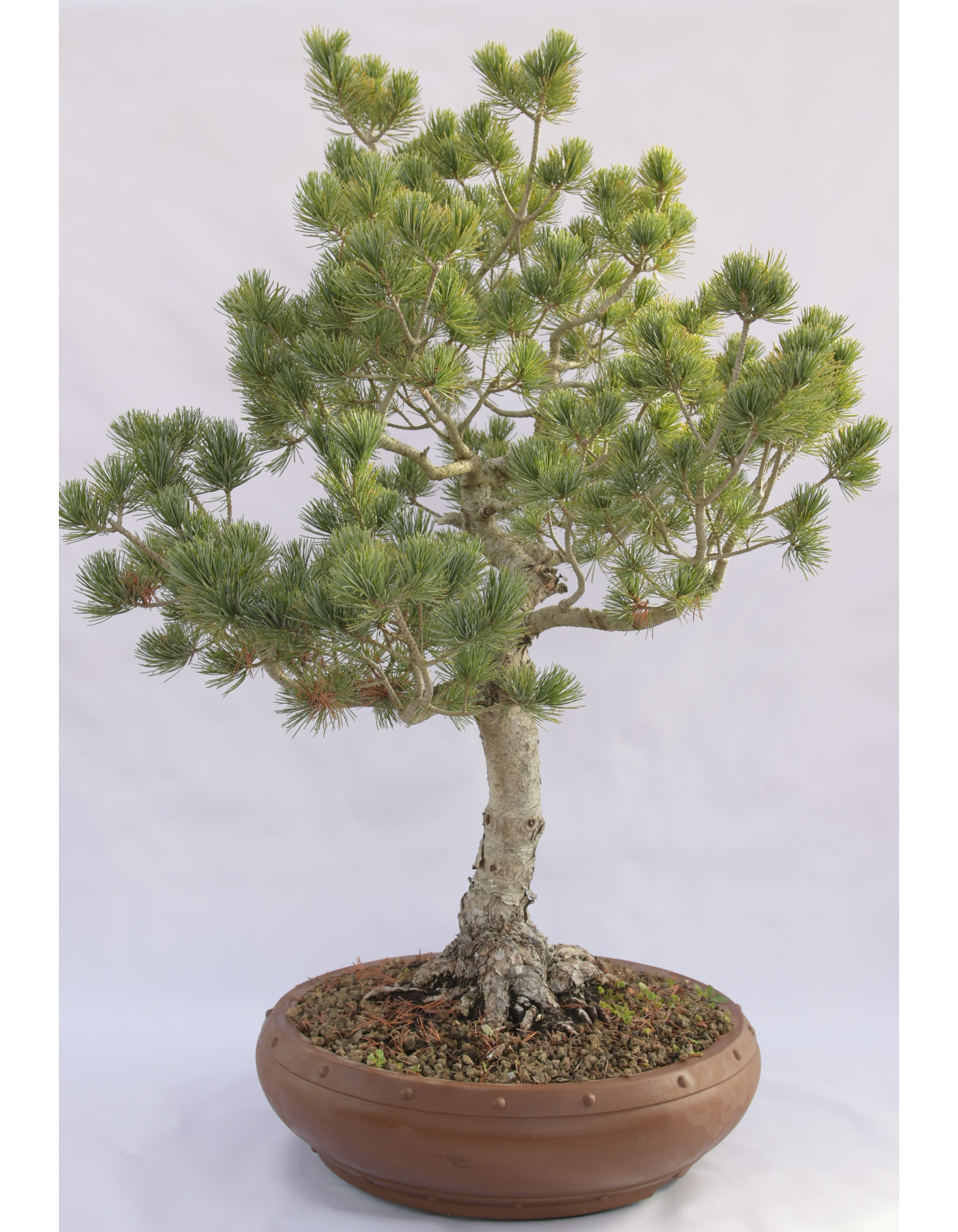 PINO BIANCO PENTAPHILLA D