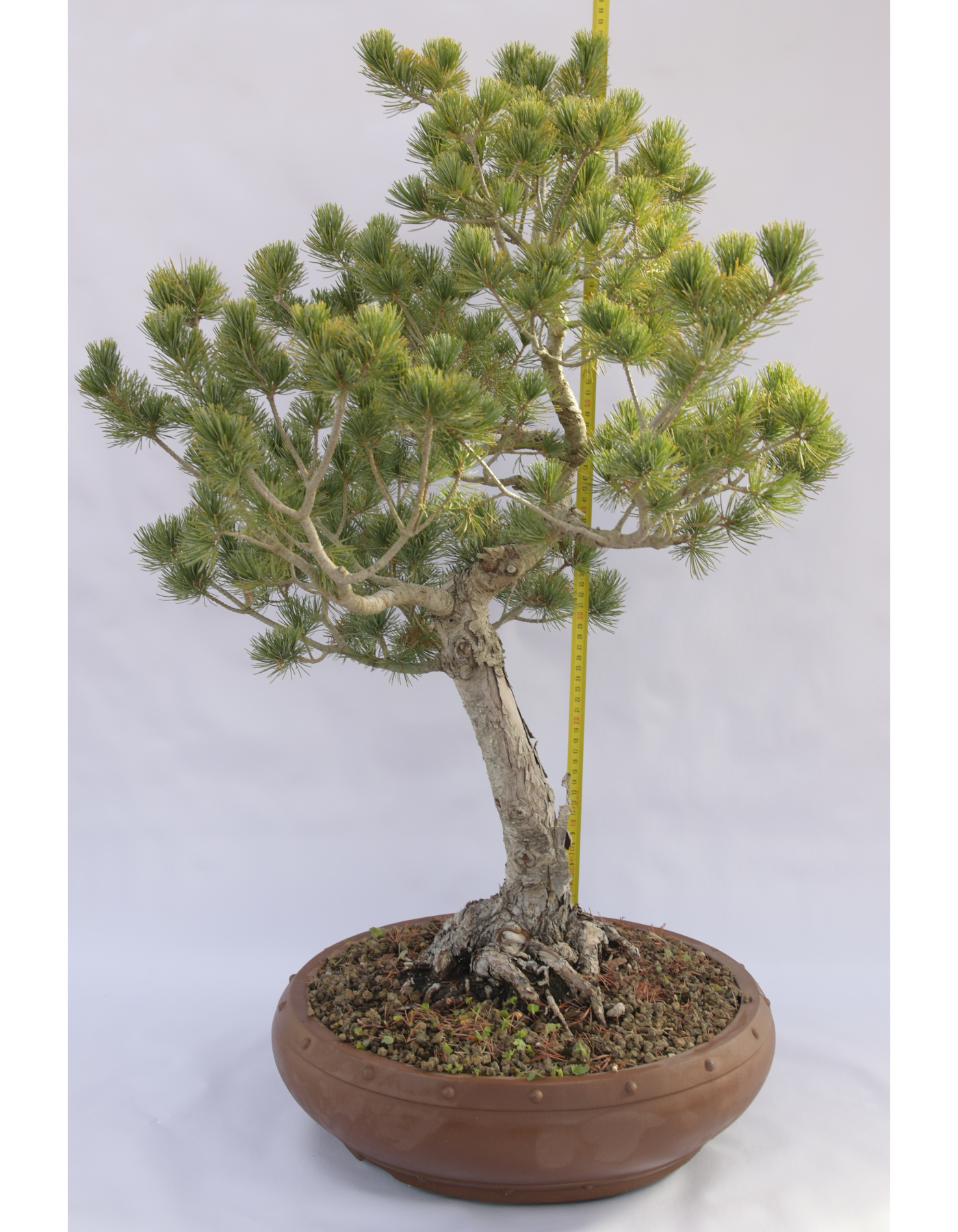PINO BIANCO PENTAPHILLA D