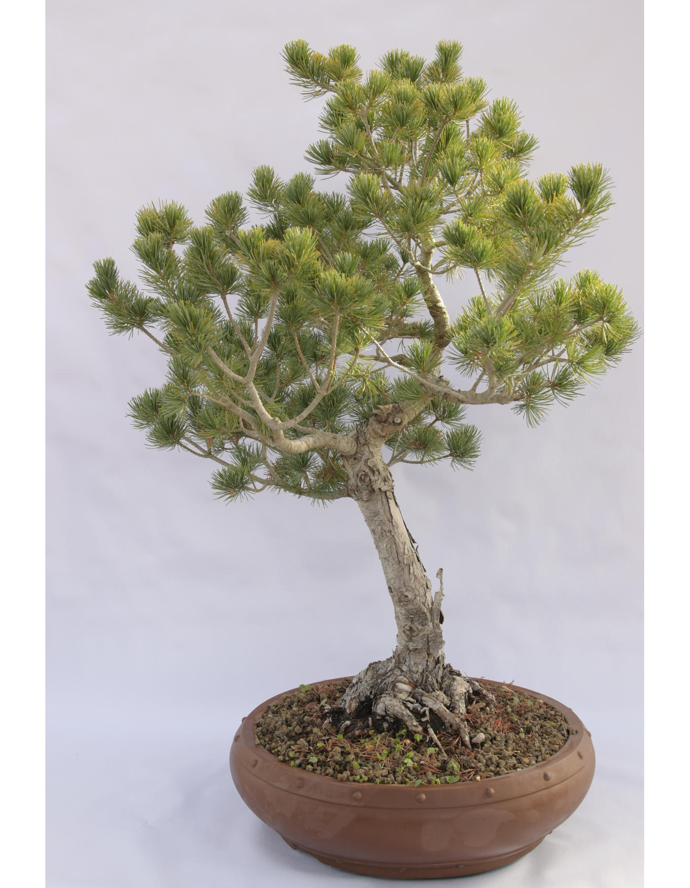 PINO BIANCO PENTAPHILLA D