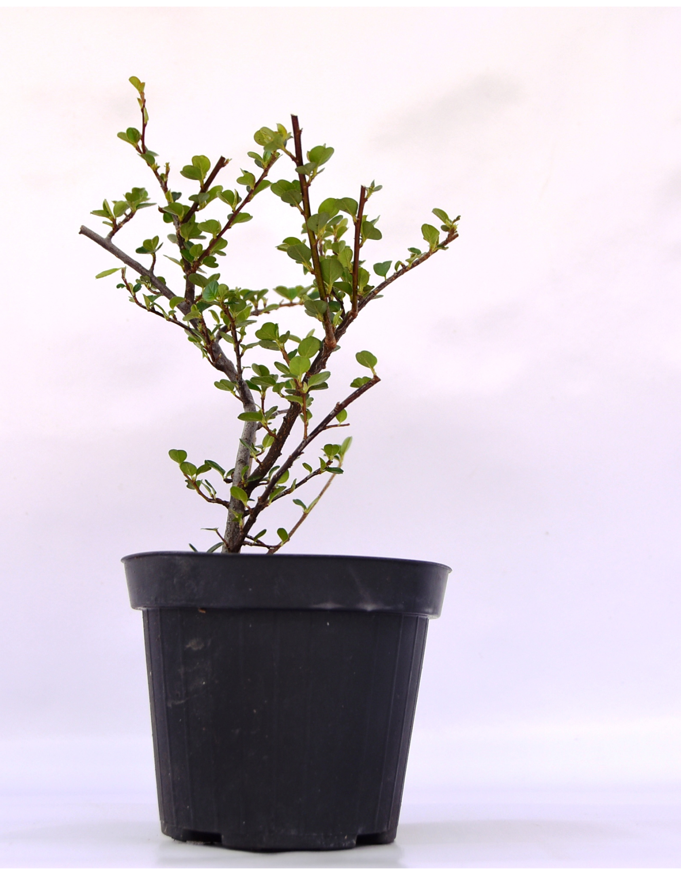 COTONEASTER FOGLIA TONDA