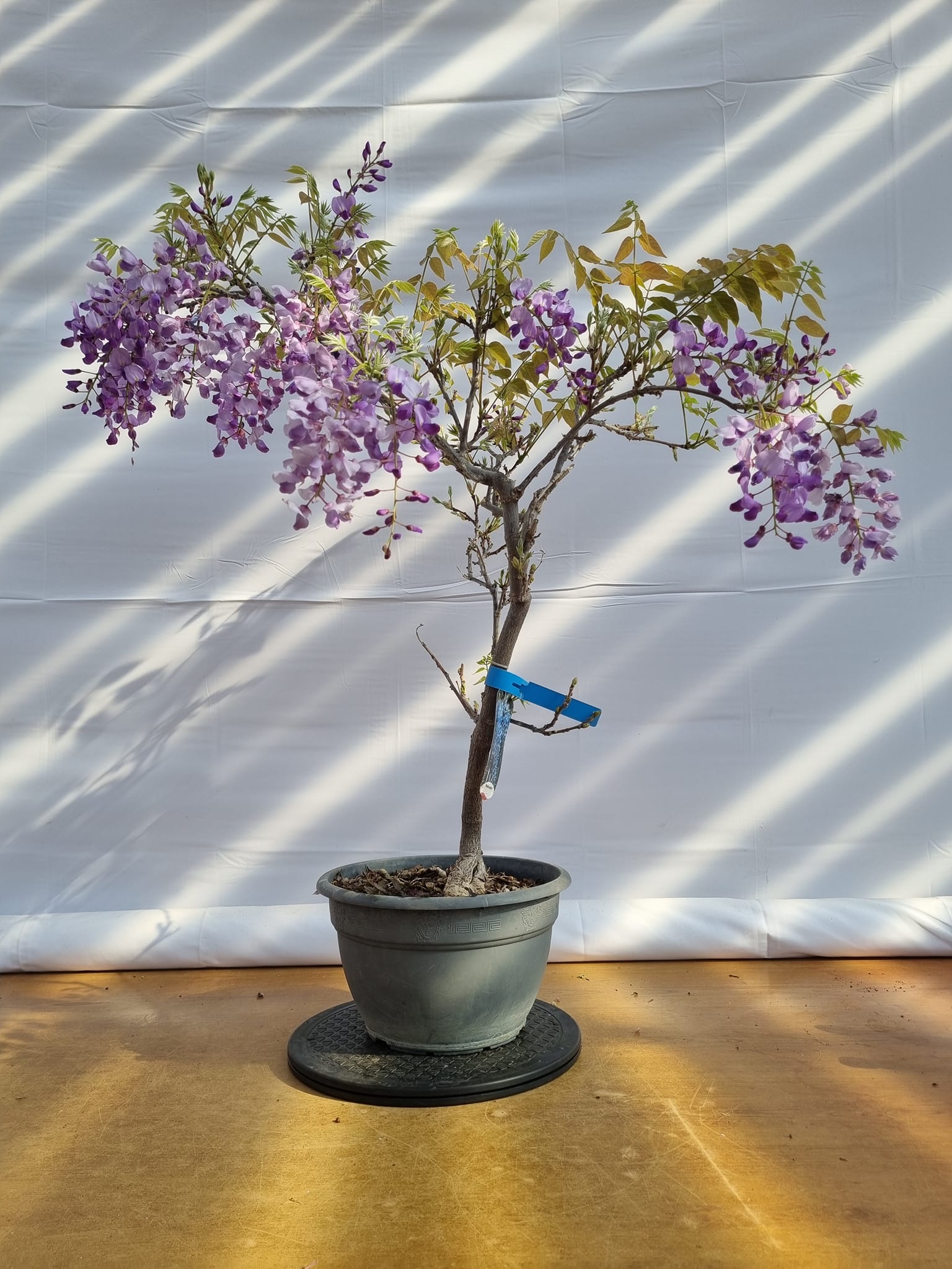 Coltivare il Bonsai come stile di vita e filosofia