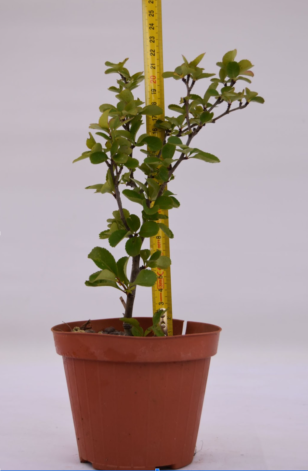 Chaenomeles cathayensis fiore bianco 22 cm: 10 pezzi | La Gemma del Bonsai