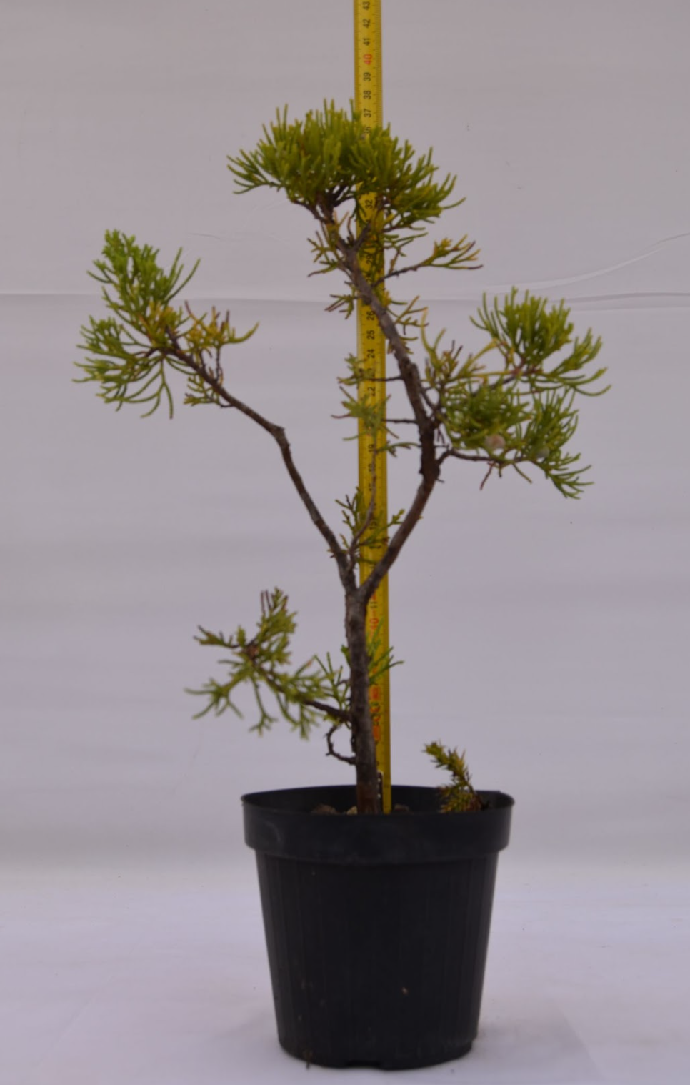 Ginepro Taiwan giovane 37 cm: 10 pezzi | La Gemma del Bonsai