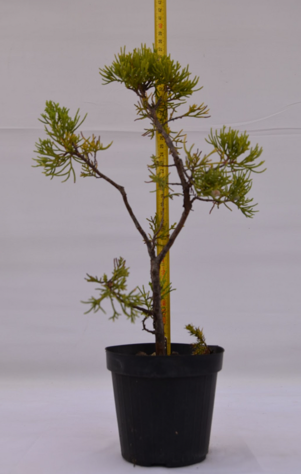 Ginepro Taiwan giovane 37 cm: 10 pezzi | La Gemma del Bonsai