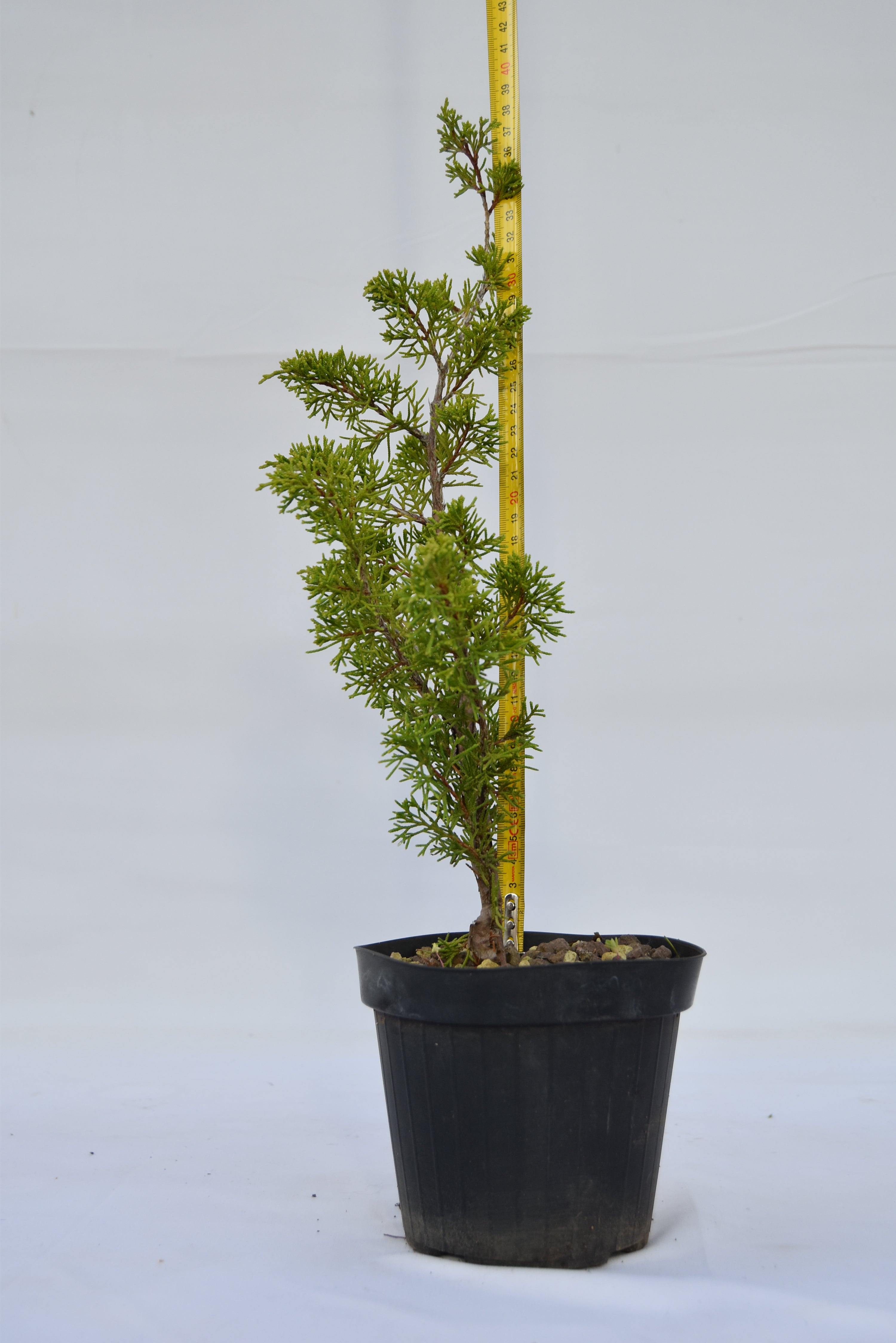 Juniperus Itoigawa giovane 40 cm | La Gemma del Bonsai