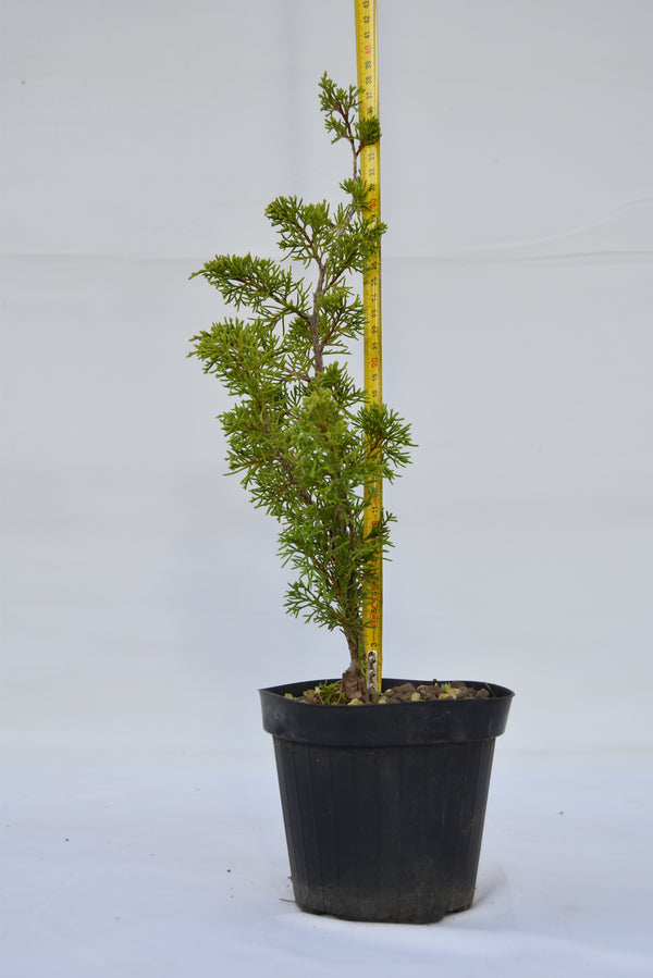 Juniperus Itoigawa giovane 40 cm: 10 pezzi | La Gemma del Bonsai