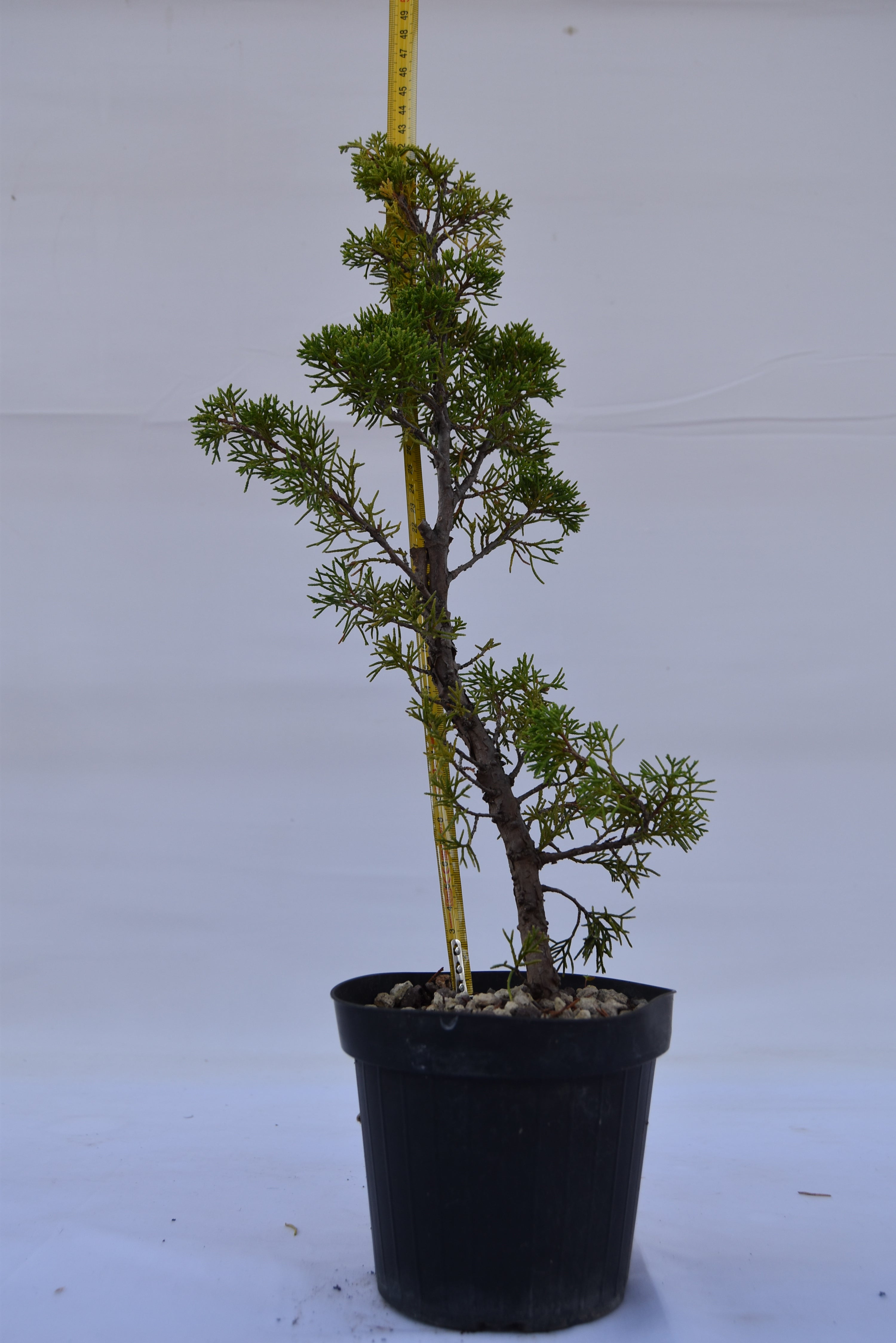 Juniperus Itoigawa giovane 44 cm | La Gemma del Bonsai