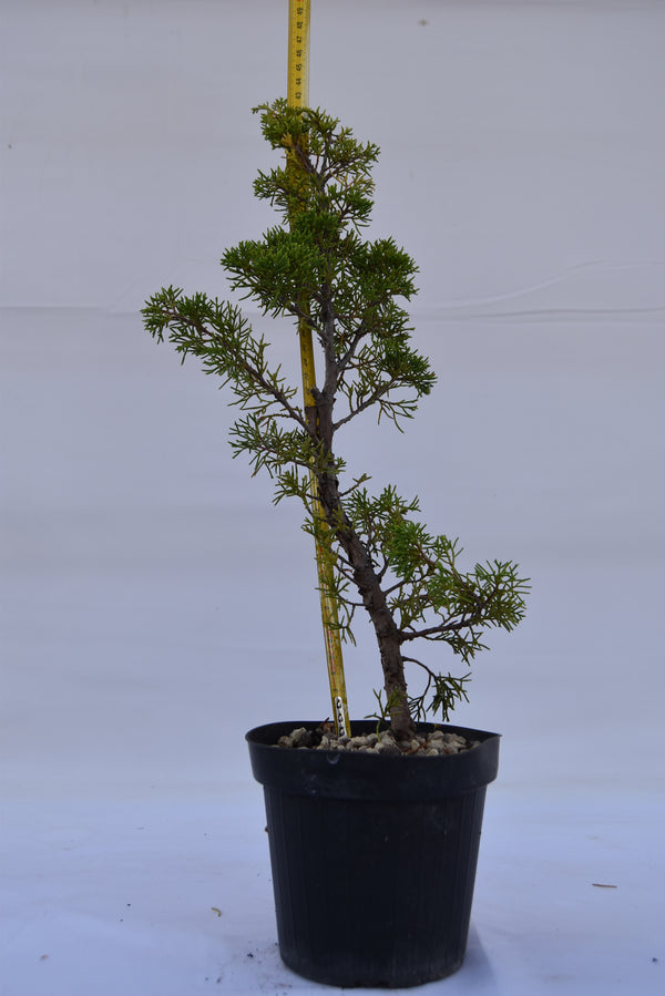 Juniperus Itoigawa giovane 44 cm: 10 pezzi | La Gemma del Bonsai