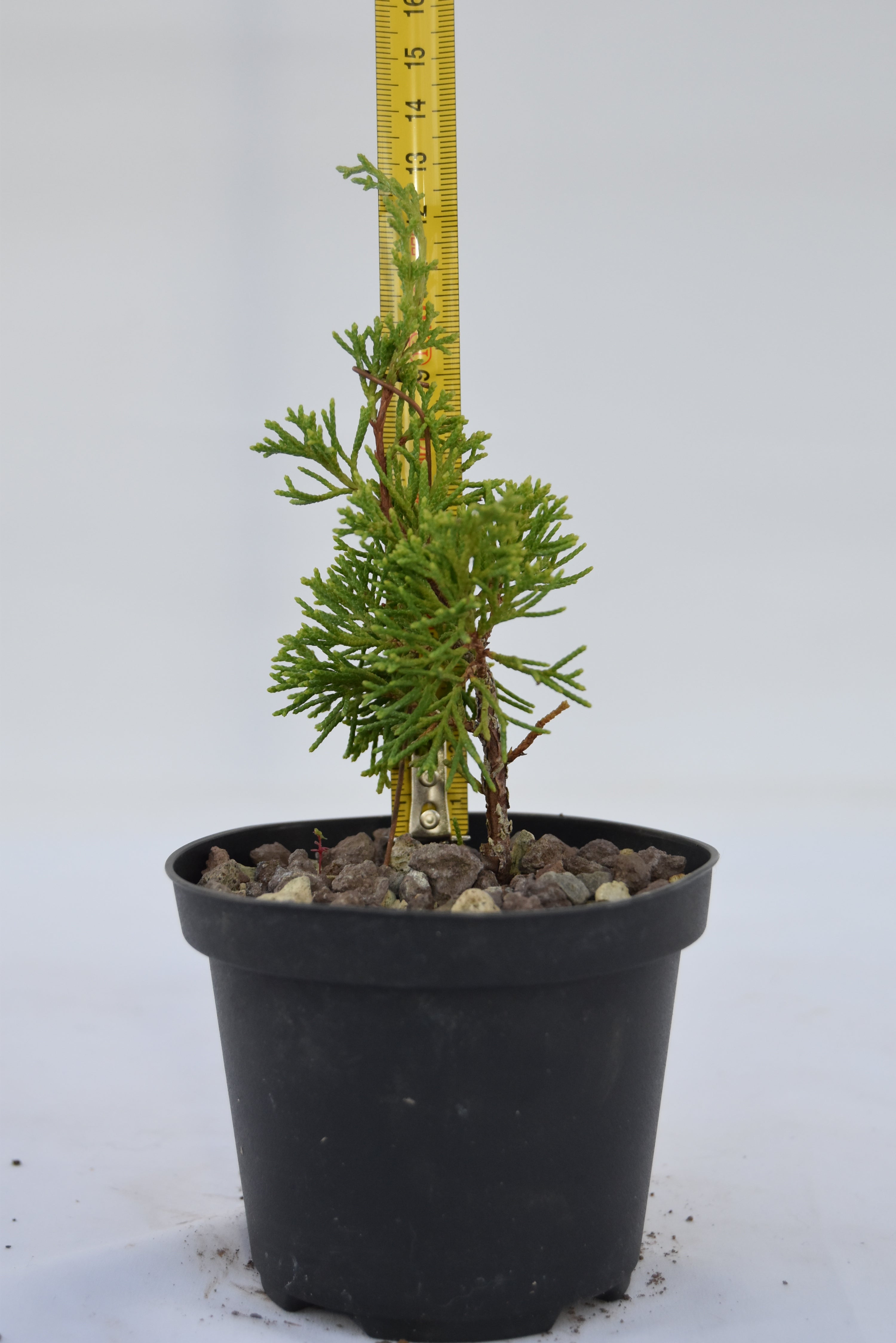 Juniperus Itoigawa giovane  15 cm | La Gemma del Bonsai