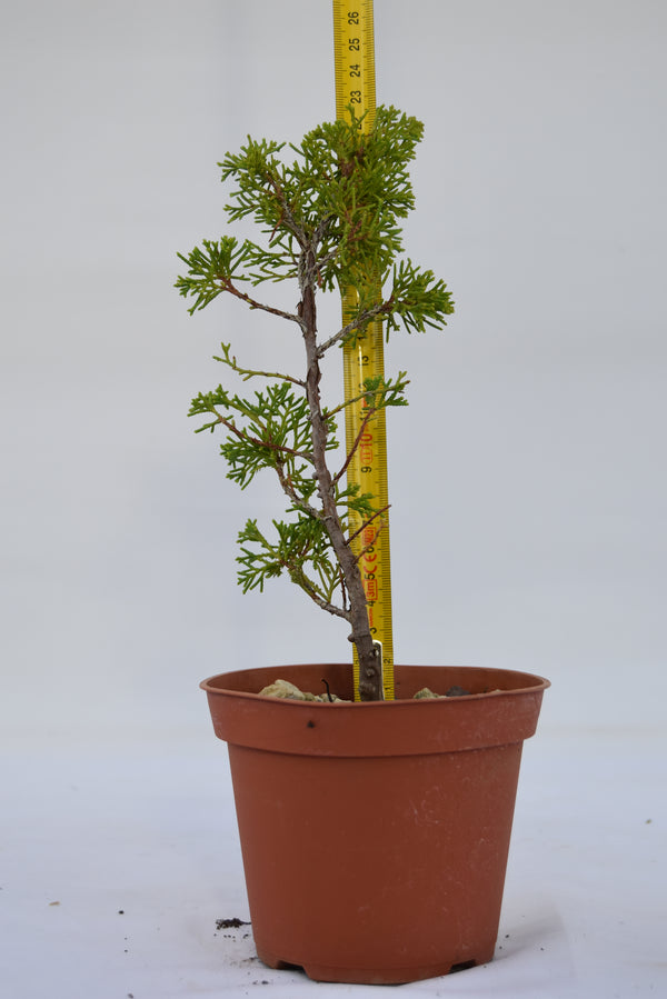 Juniperus Itoigawa giovane 23 cm: 10 pezzi | La Gemma del Bonsai
