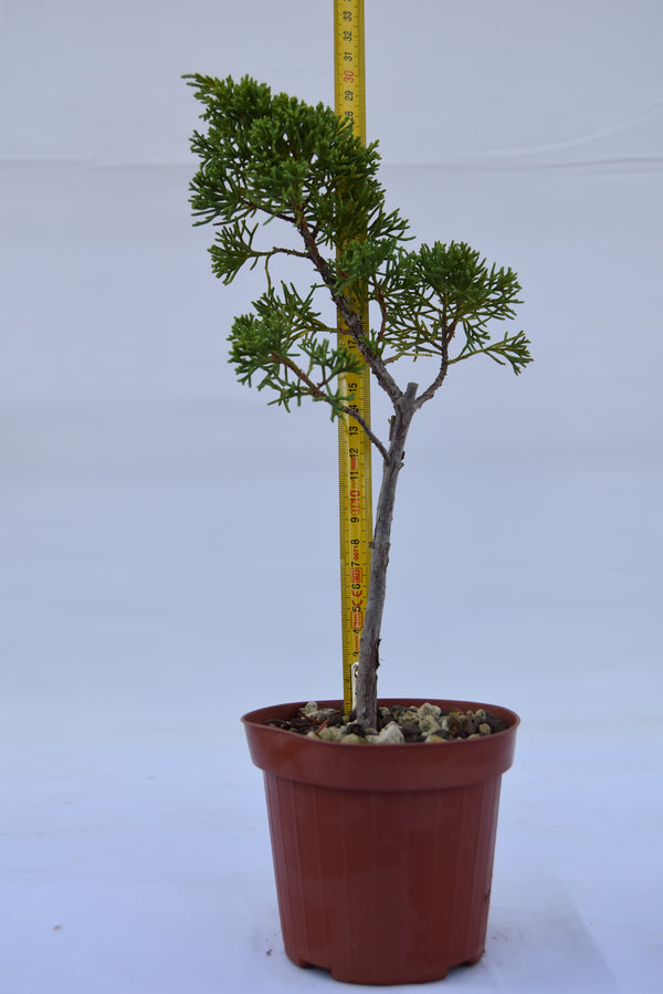 Juniperus Kishu giovane 31 cm: 10 pezzi | La Gemma del Bonsai
