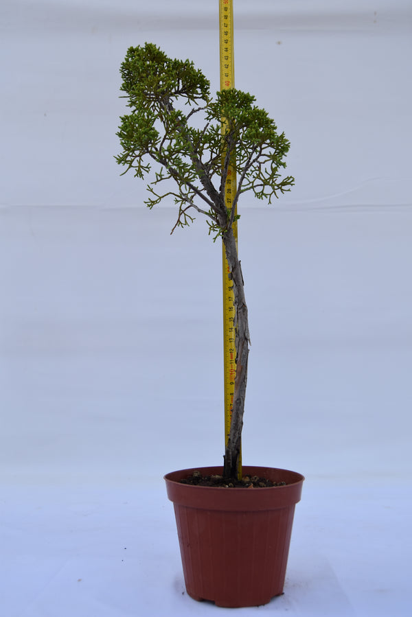 Juniperus Kishu giovane 46 cm: 10 pezzi | La Gemma del Bonsai