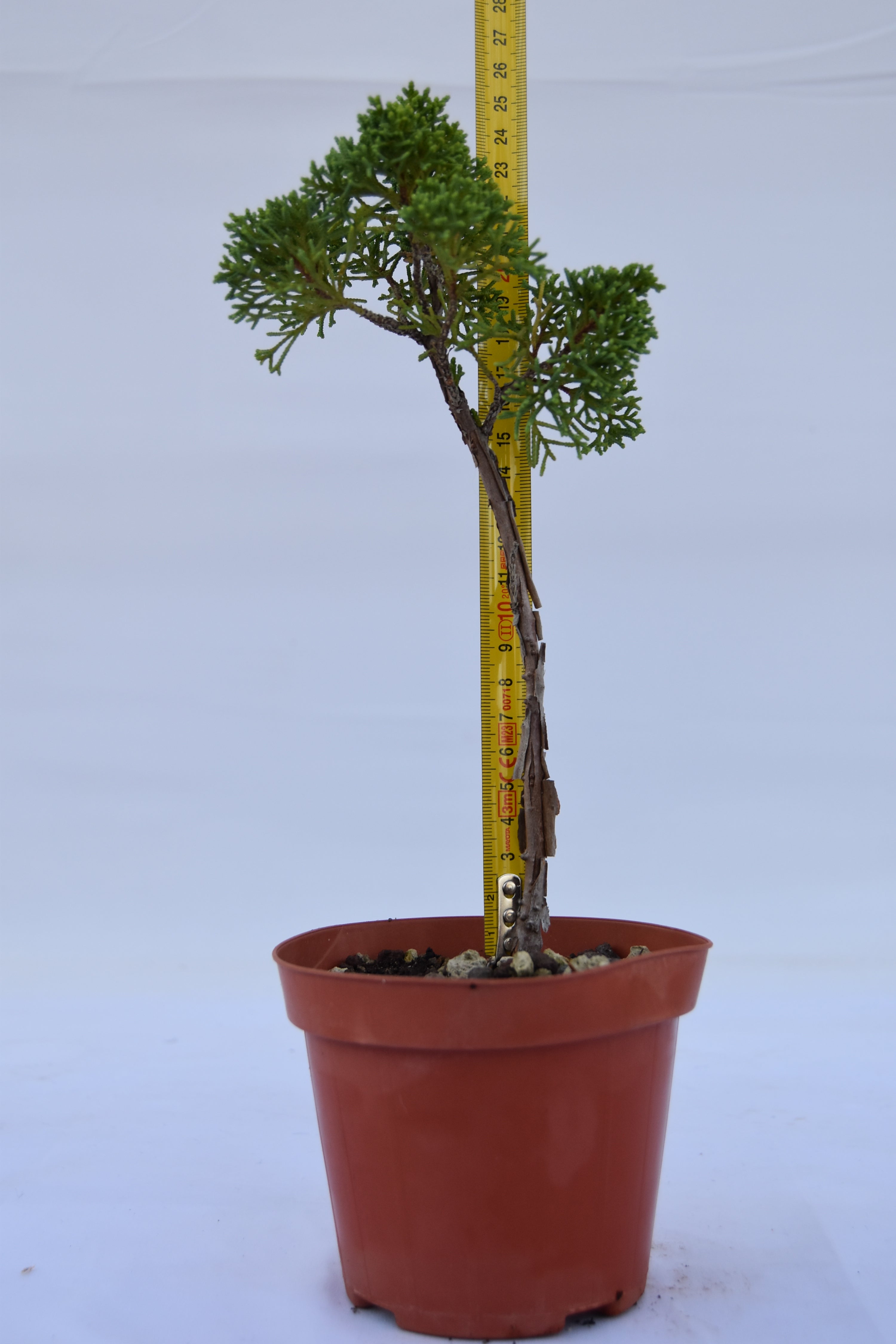 Juniperus Kishu giovane 26 cm | La Gemma del Bonsai
