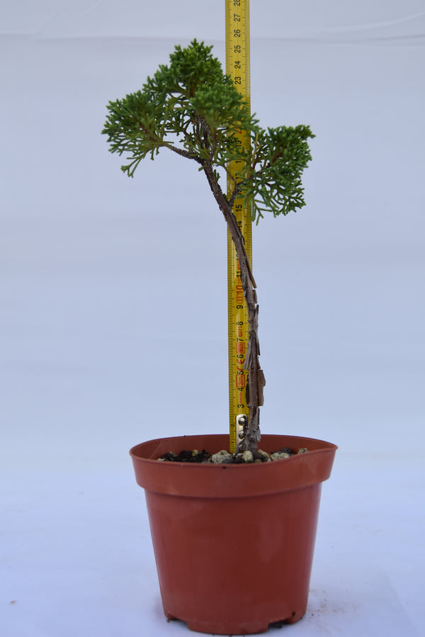 Juniperus Kishu giovane 26 cm: 10 pezzi | La Gemma del Bonsai