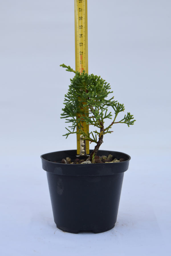 Juniperus Kishu giovane 10 cm: 10 pezzi | La Gemma del Bonsai