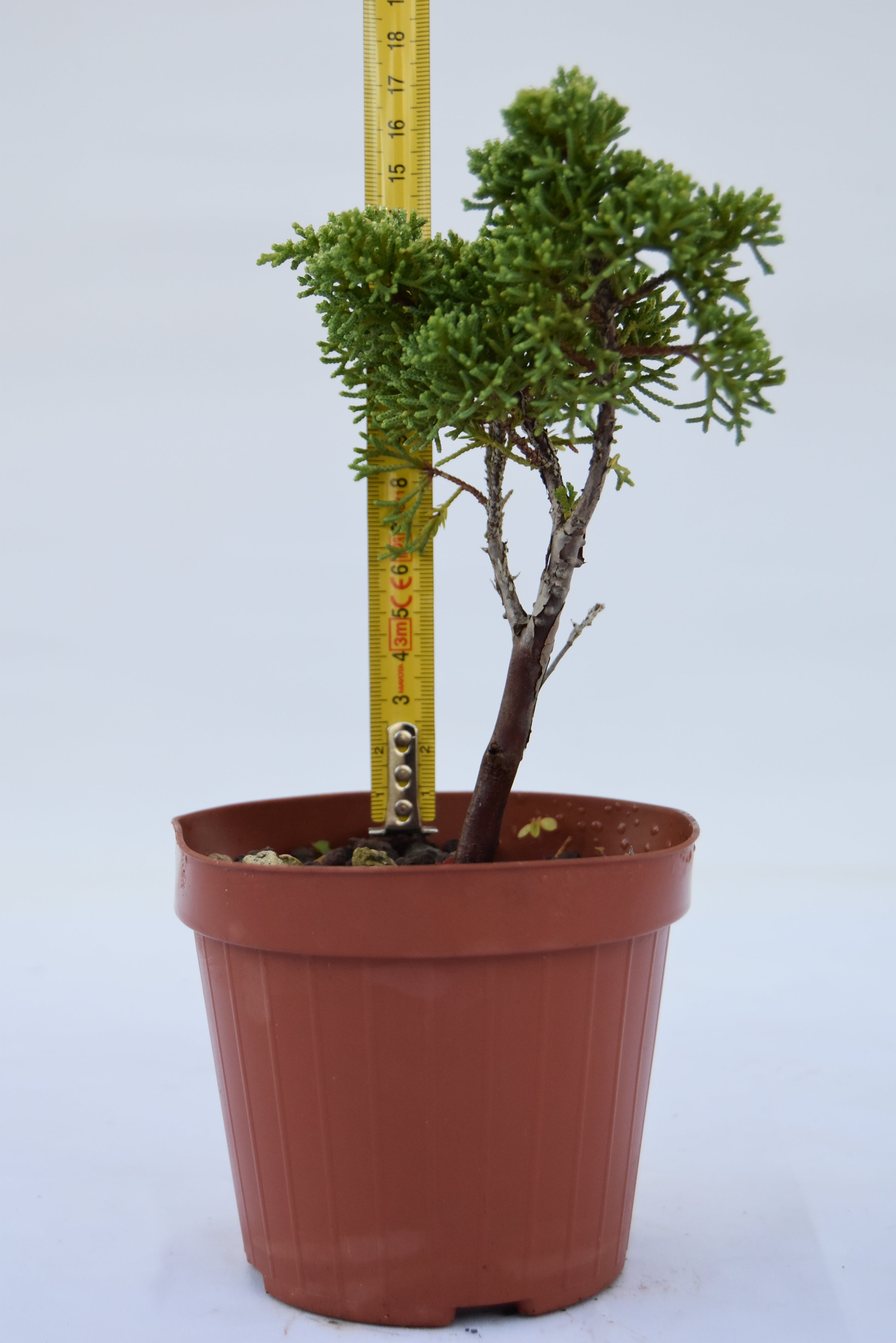 Juniperus Kishu giovane 18 cm | La Gemma del Bonsai