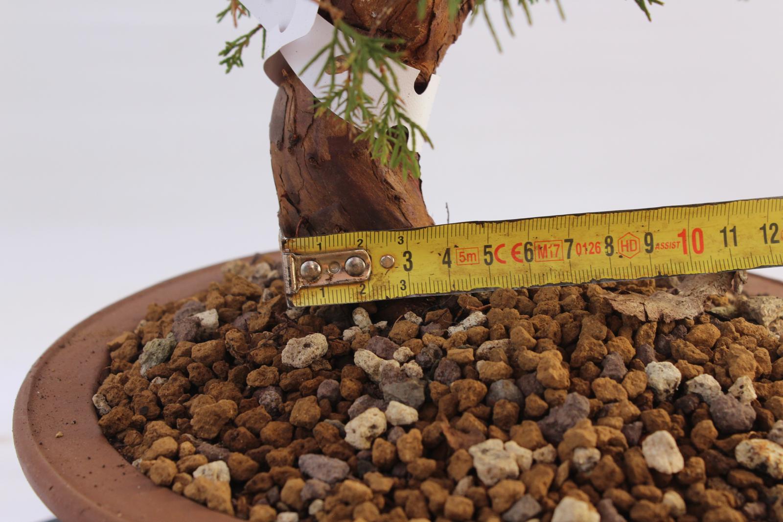 Bonsai Ginepro Itoigawa 31 cm | La Gemma del Bonsai