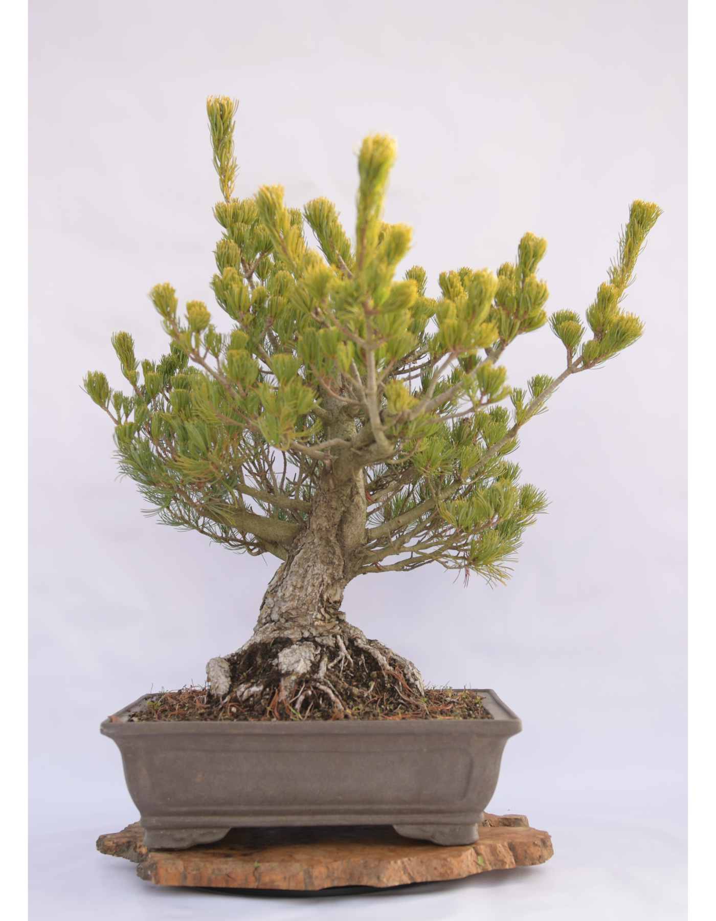 PINO BIANCO PENTAPHILLA A