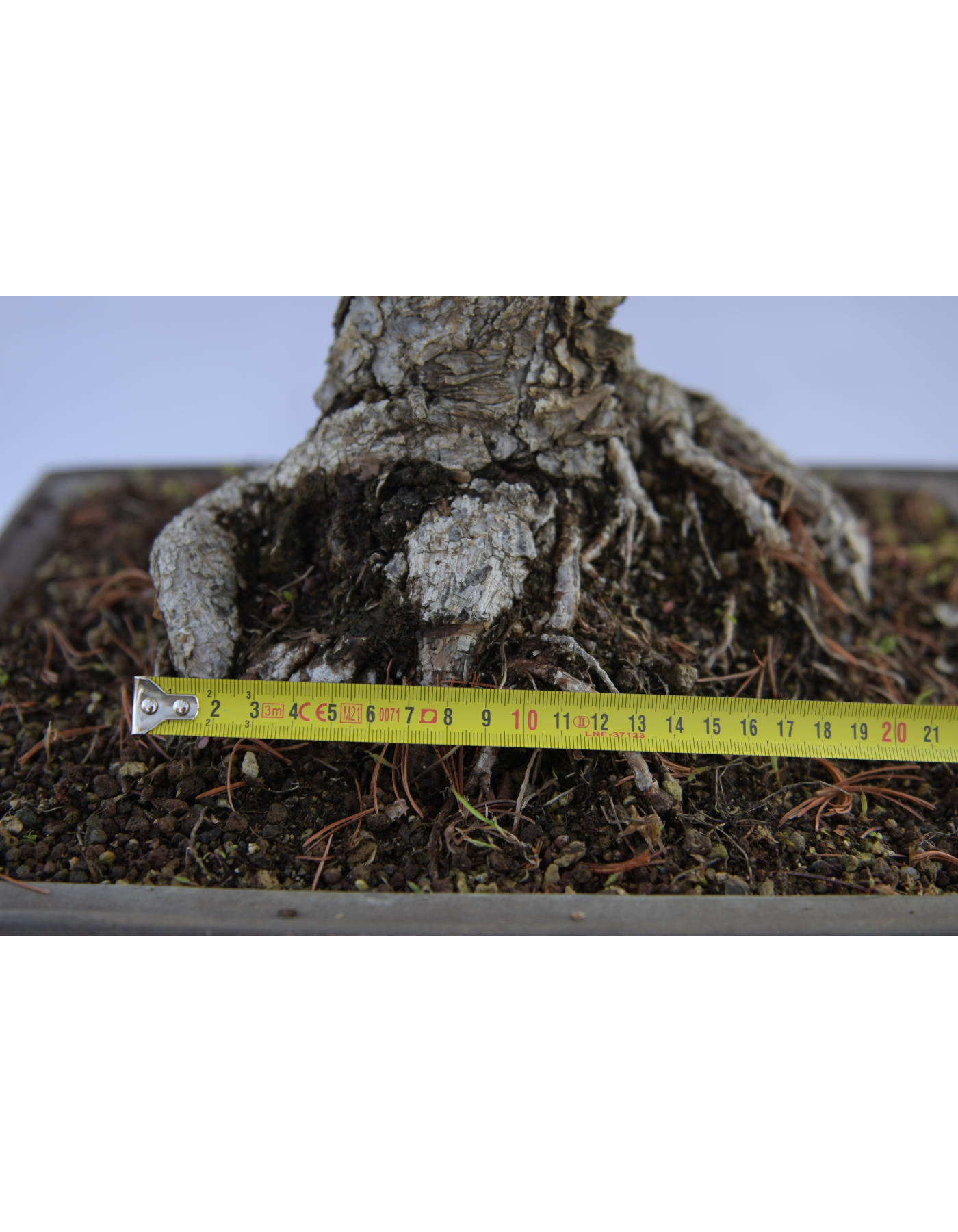 PINO BIANCO PENTAPHILLA A